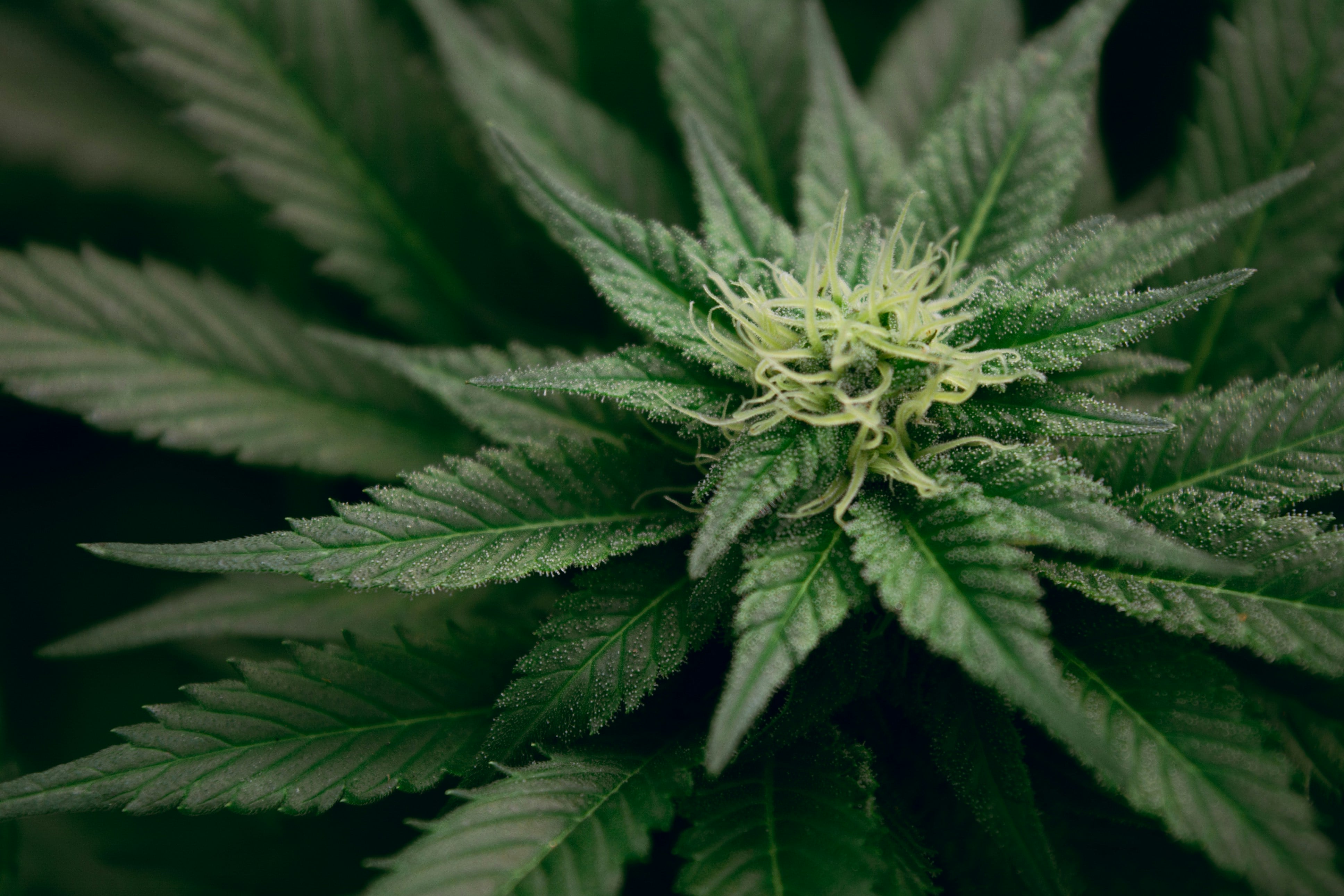 Sanctuary Signature Genetics